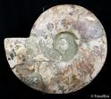 Massive Inch Wide Ammonite With Stands #2831-5